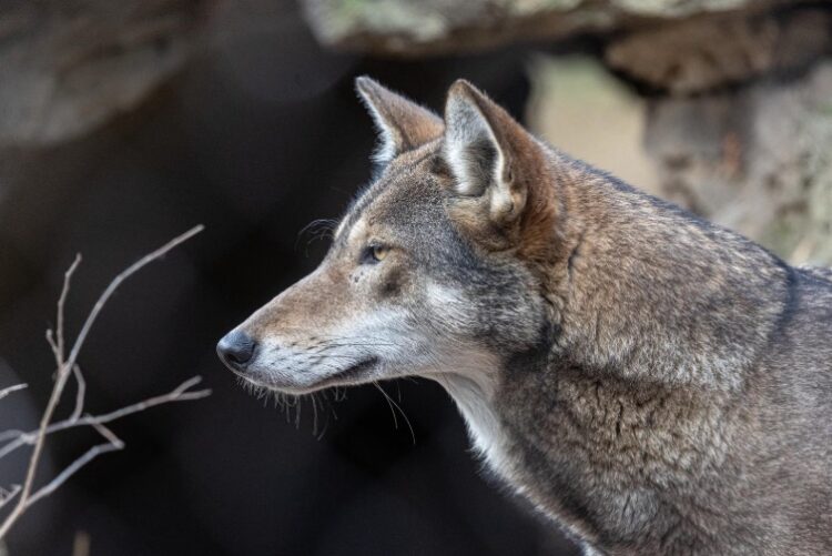 Poco wolf